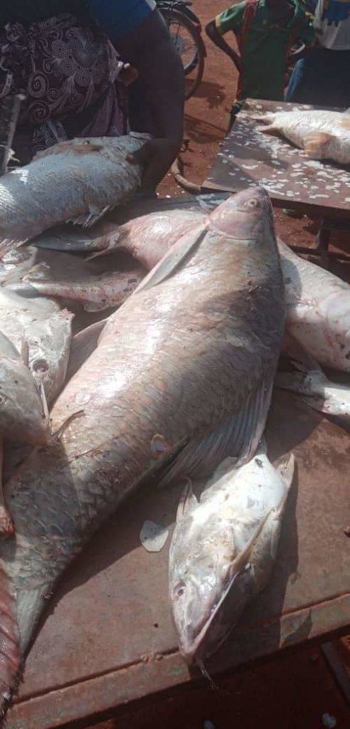 Pollution du fleuve Mouhoun: Une mortalité importante du poisson du fleuve mouhoun laisse la commune de poura dans l’inquiètude.
